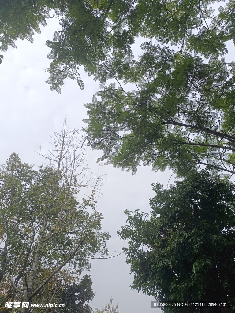 仰视茂密树林树冠