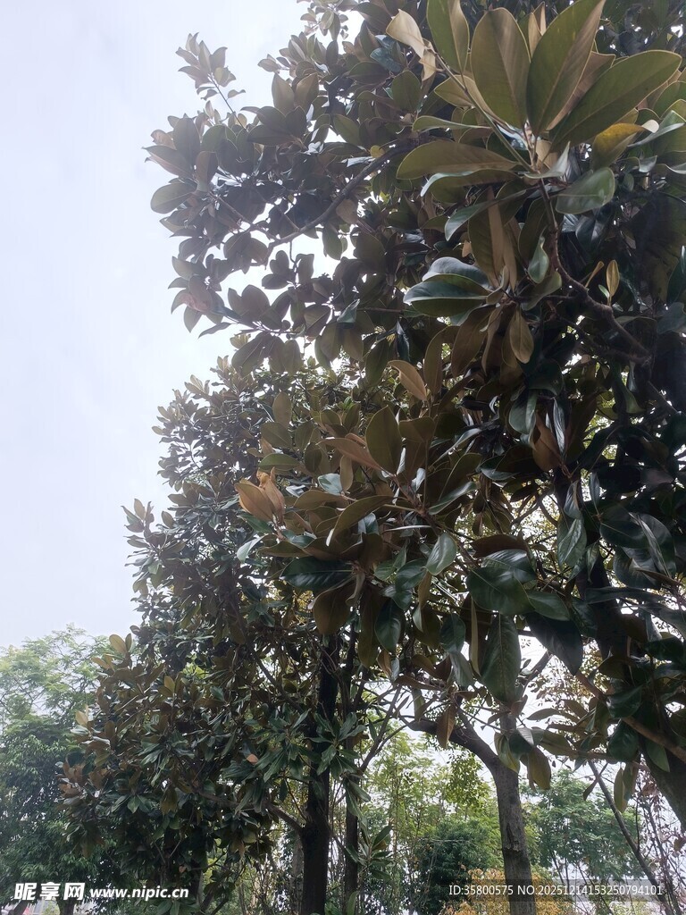 高大繁茂的树木景观