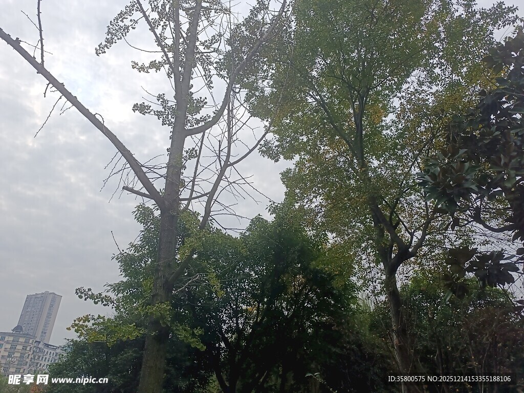城市中的繁茂树木景观