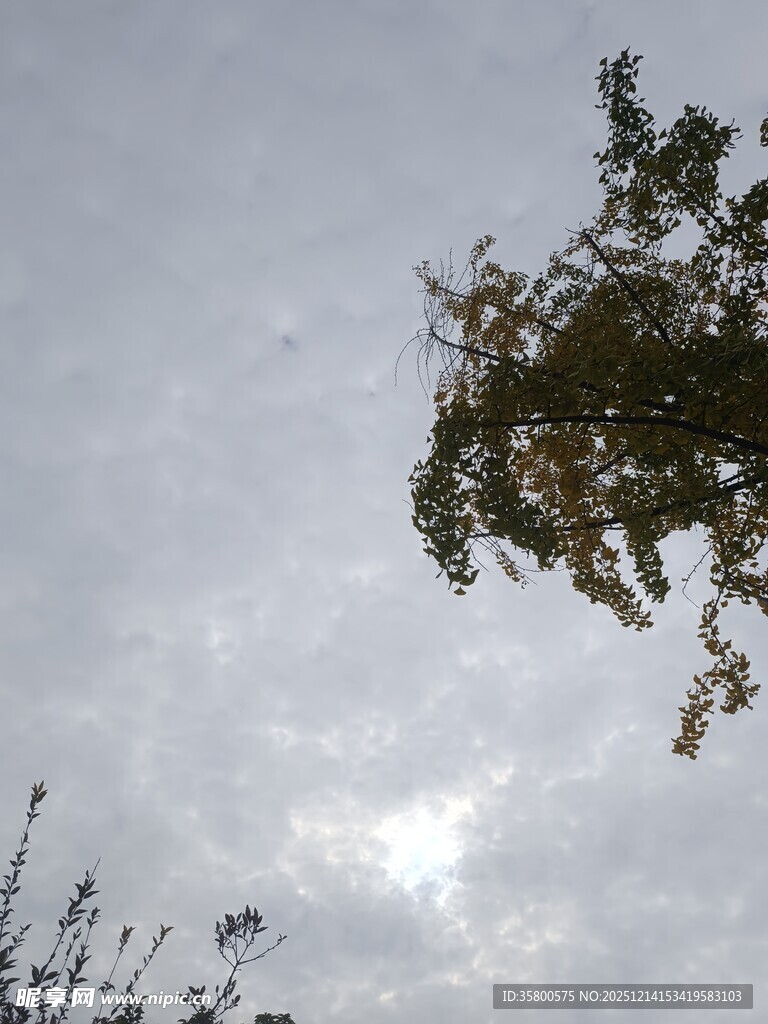 仰视树冠与天空景象