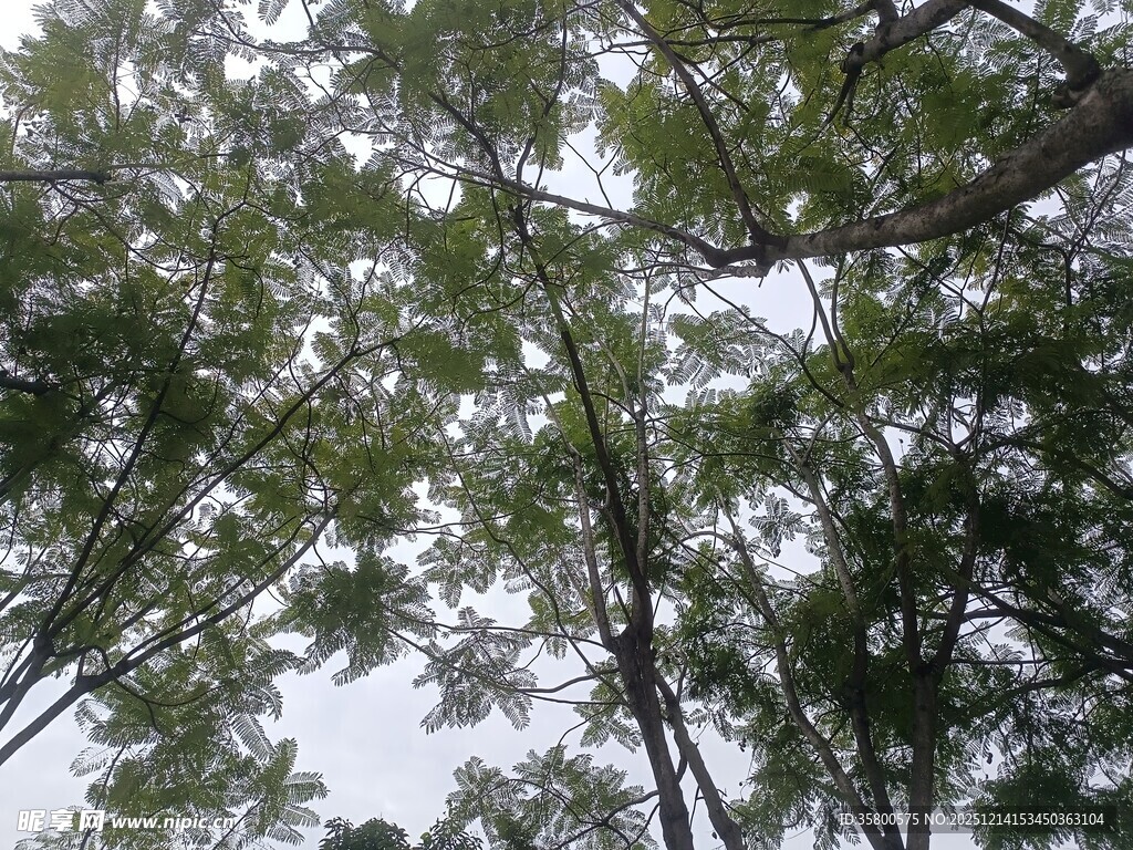 仰视茂密树林树冠