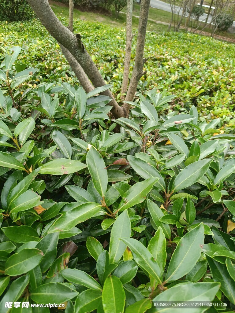 绿叶繁茂的植物景观