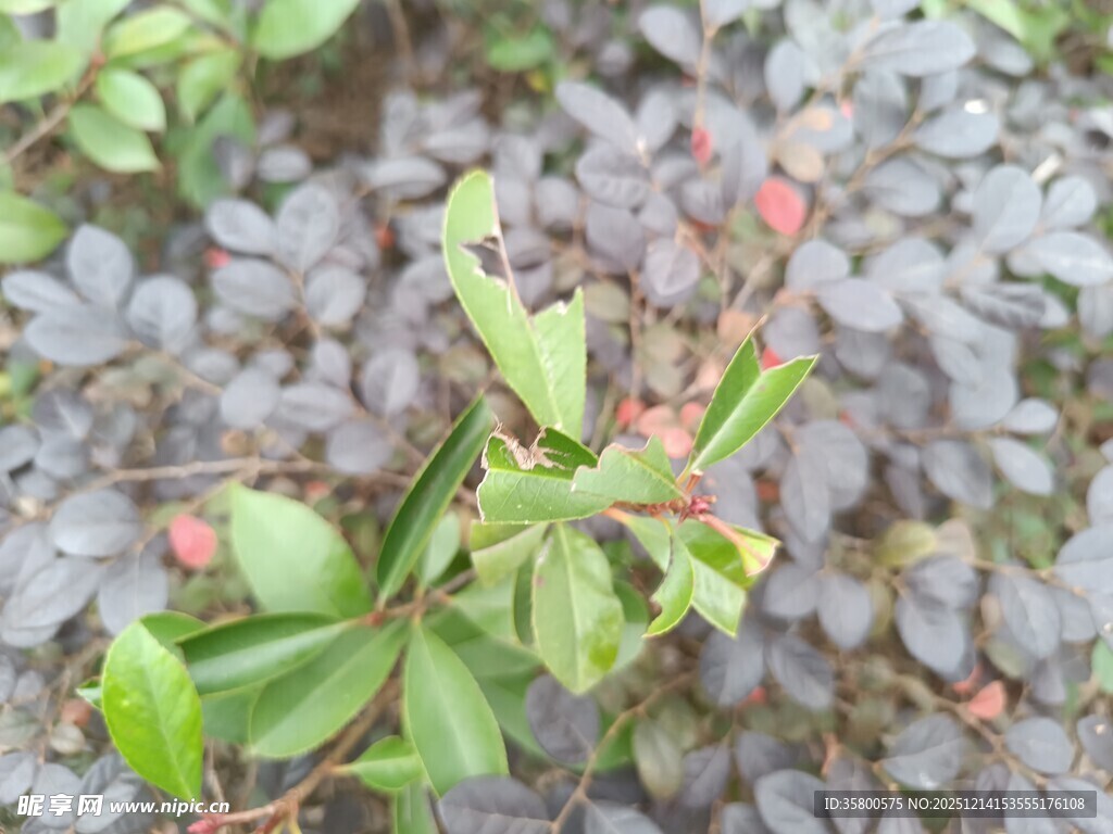 绿叶间的红色小果植物