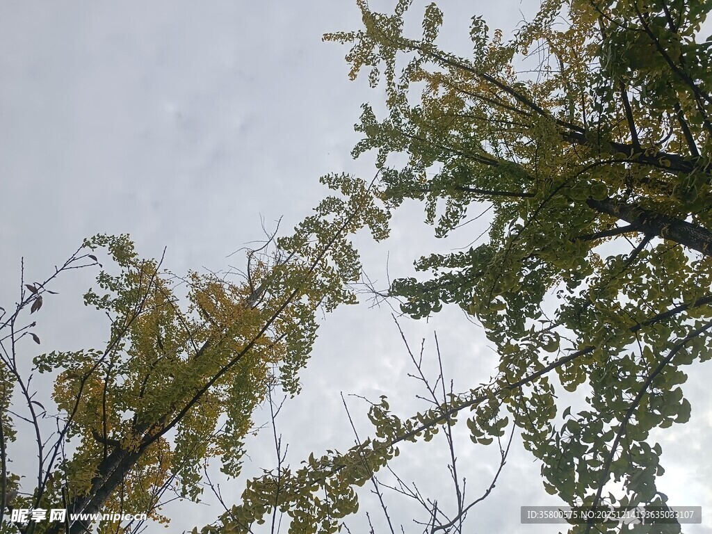 仰视视角下的繁茂树木