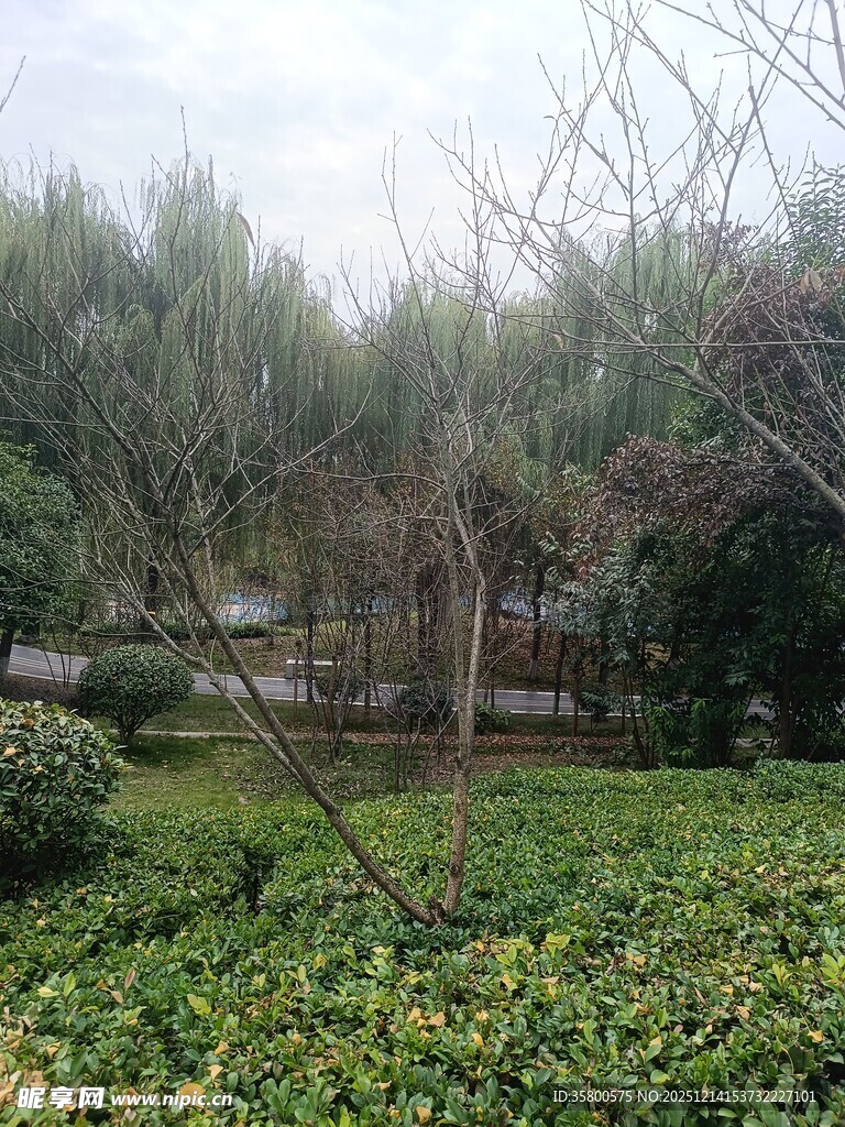 绿意盎然的户外园林景观