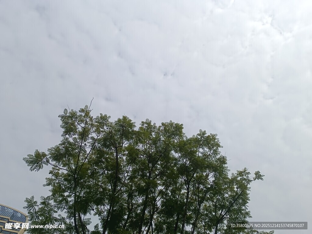 天空下的葱郁树木