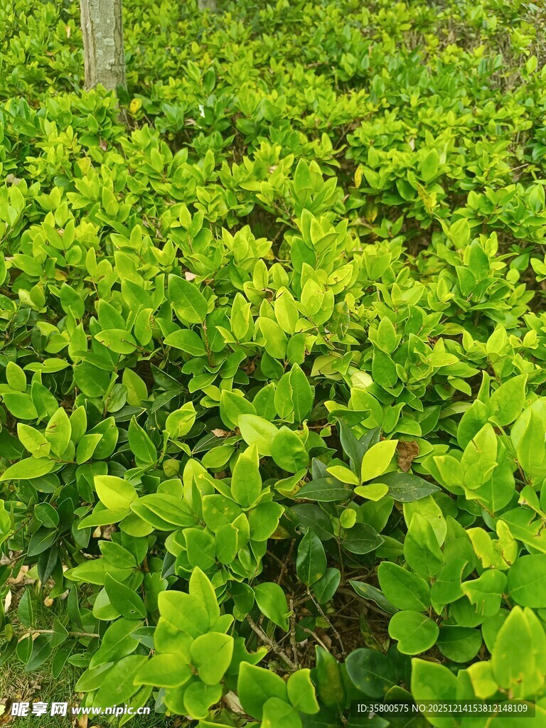 翠绿繁茂的绿植景观