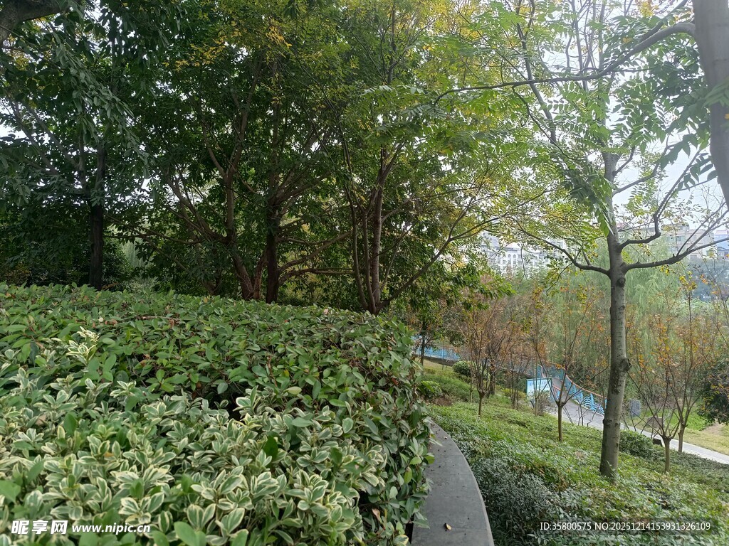 绿意盎然的林间小道