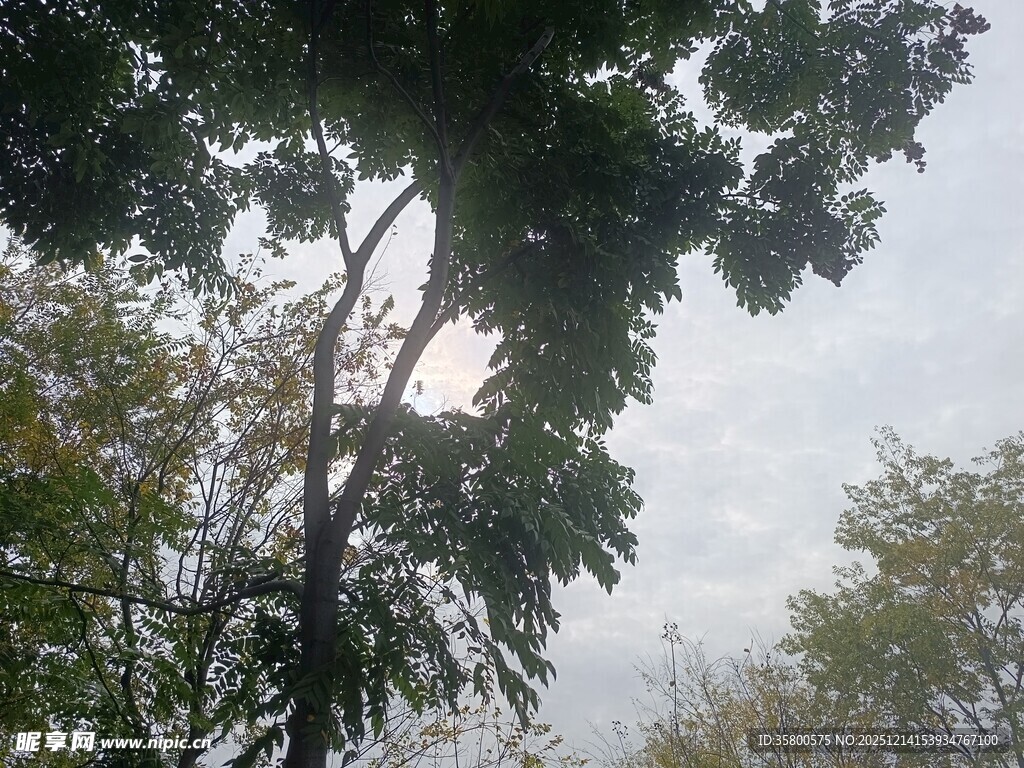 雨中繁茂树木景象