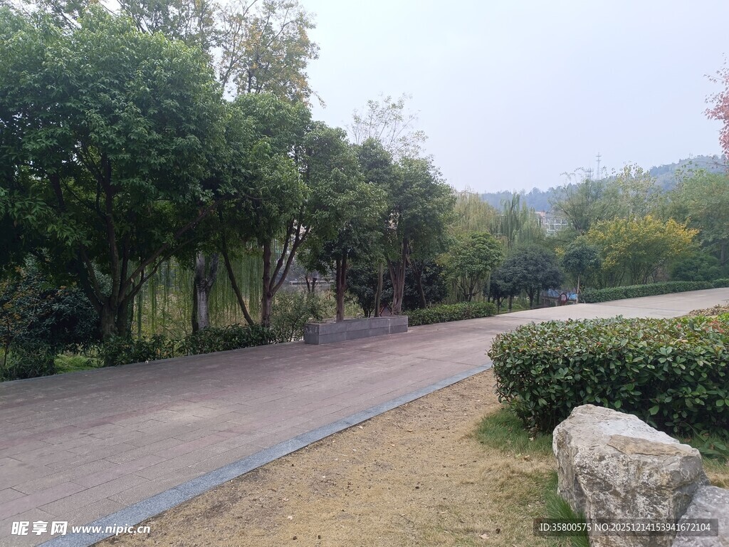 林荫小道旁的自然景致