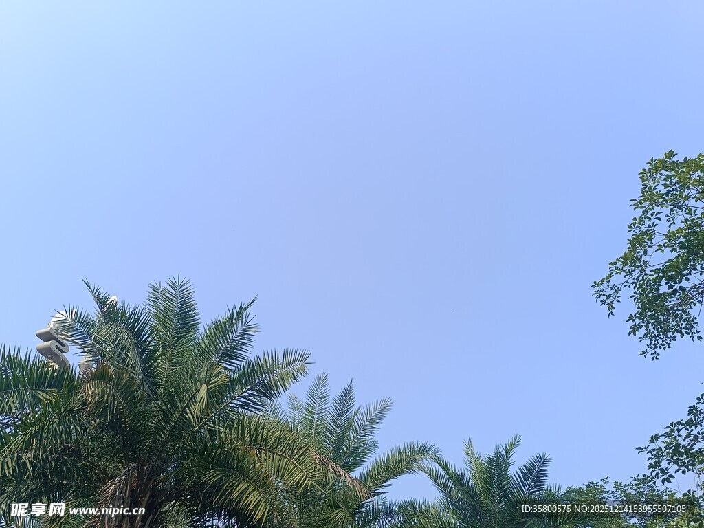 蓝天映衬下的棕榈树
