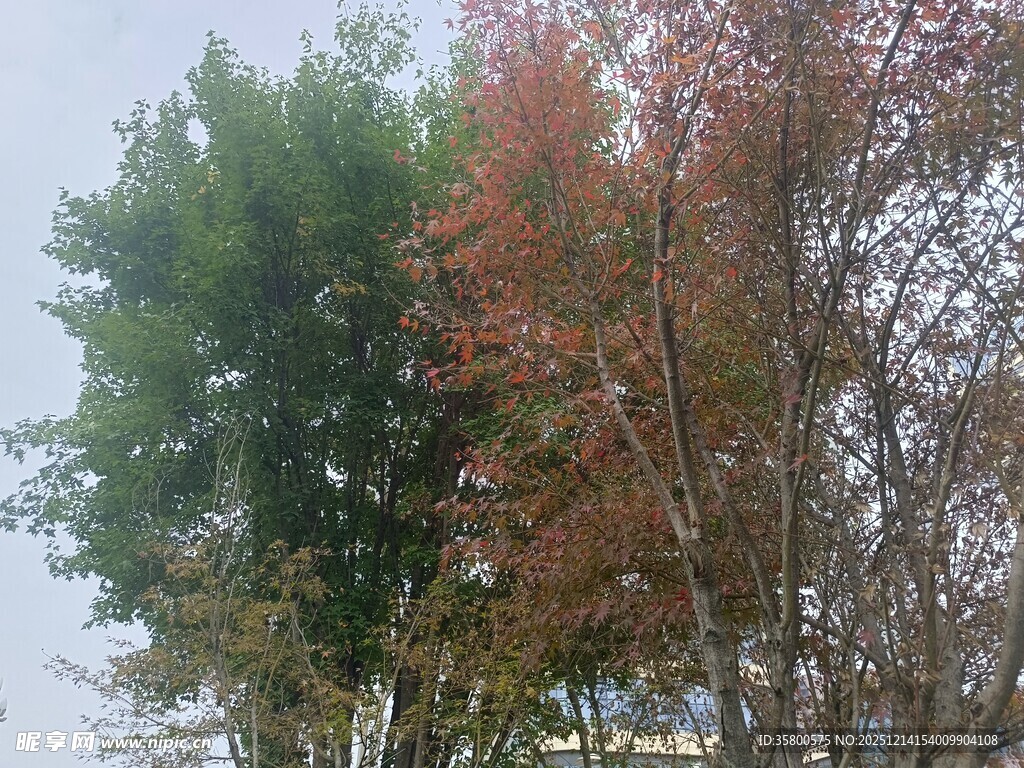 秋日多彩树木景观