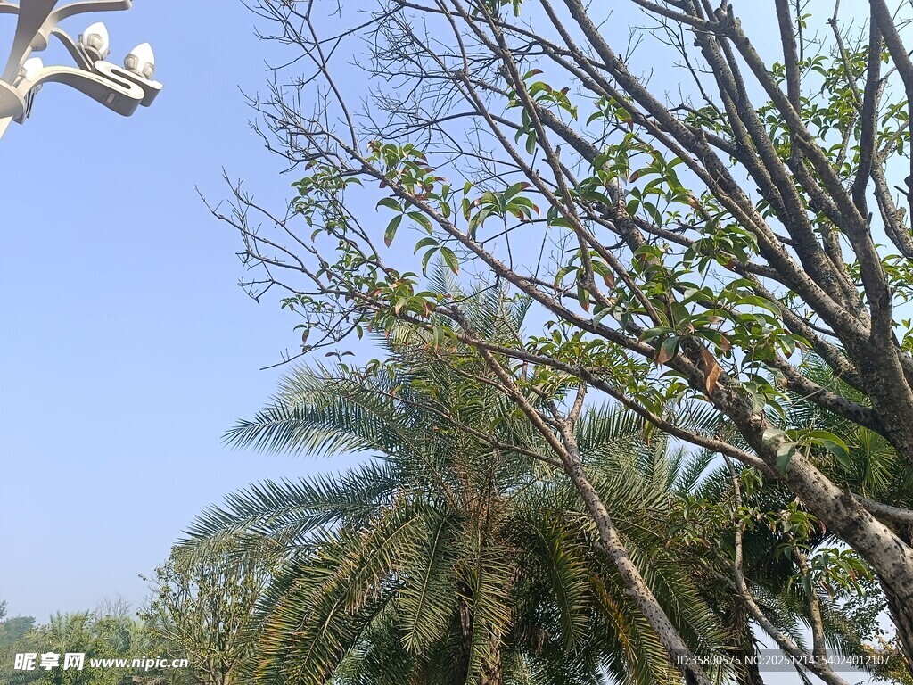 蓝天映衬下的树木景观