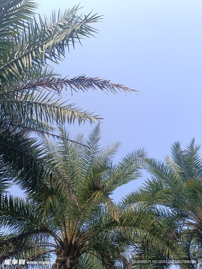 蓝天映衬下的棕榈树