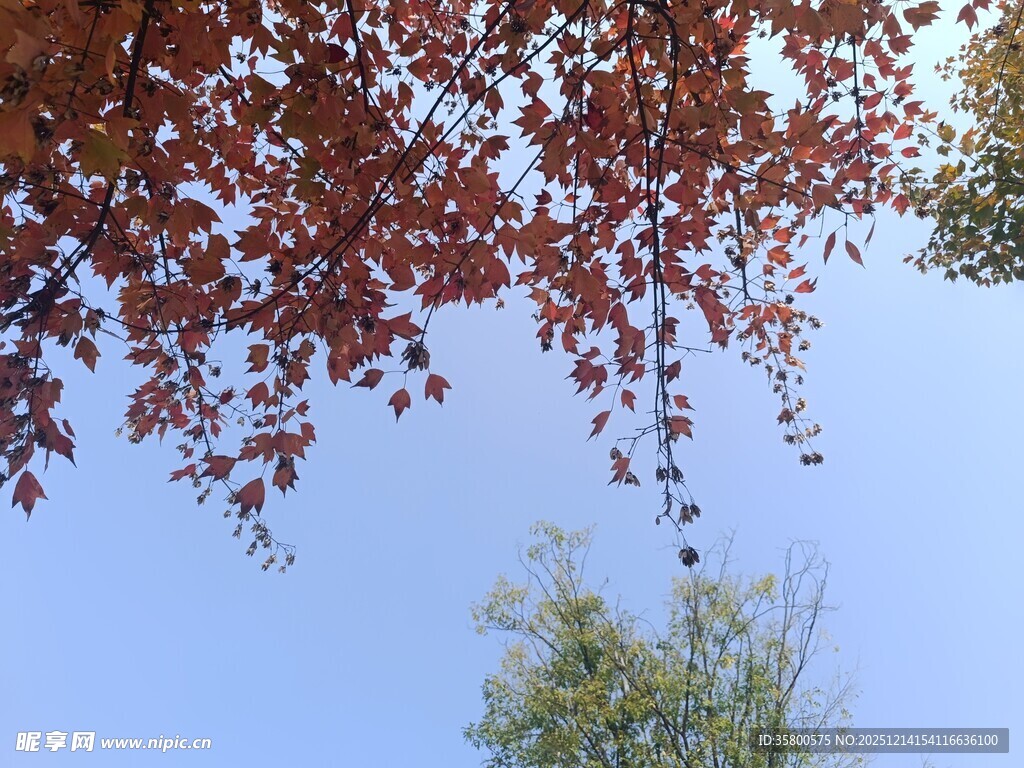 红叶蓝天间的自然景致