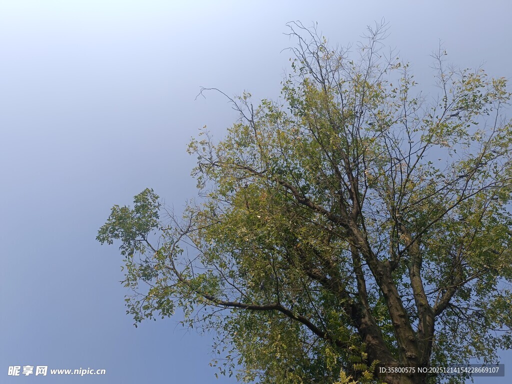 蓝天映衬下的葱郁树木