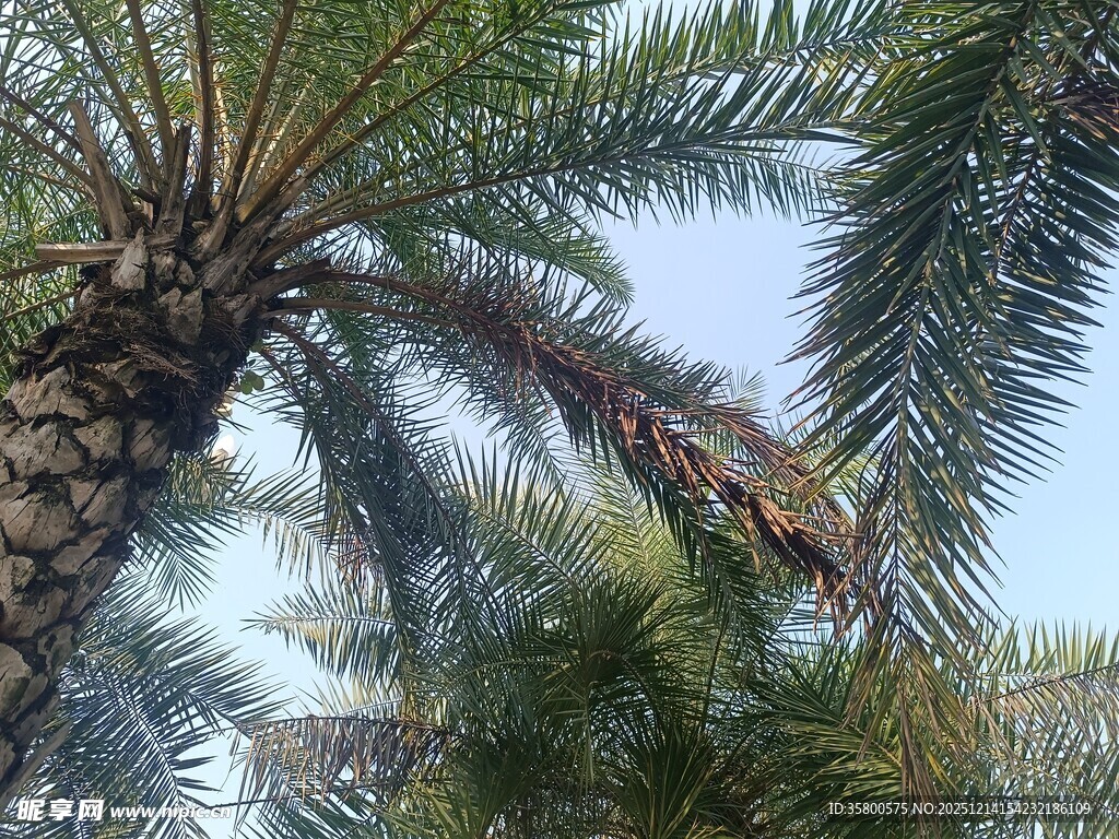 棕榈树间的自然景致