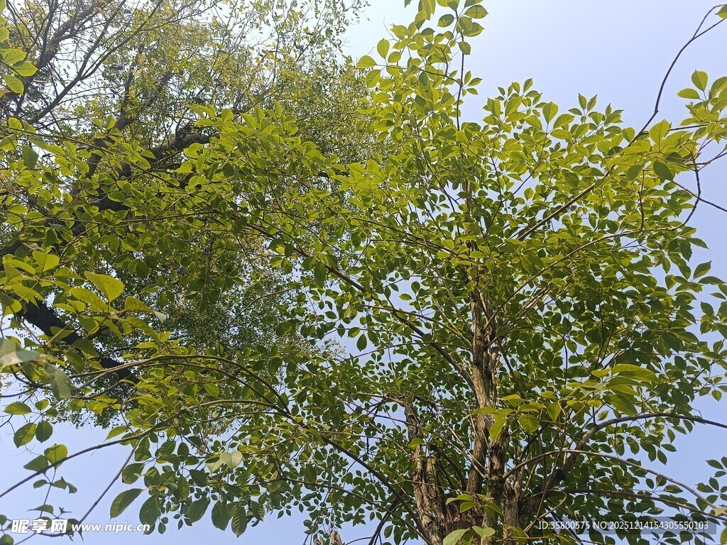 阳光下的葱郁绿树