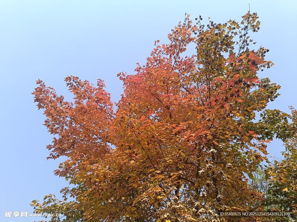 秋日树梢的绚烂色彩