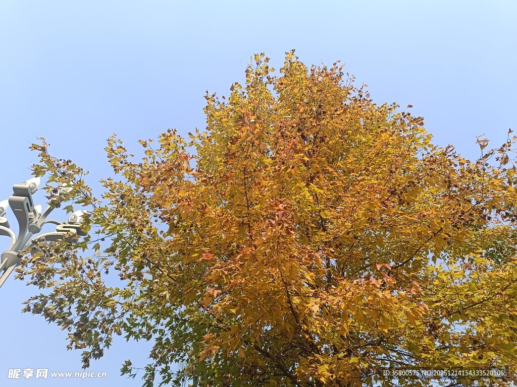秋日金黄树叶的绚丽树冠