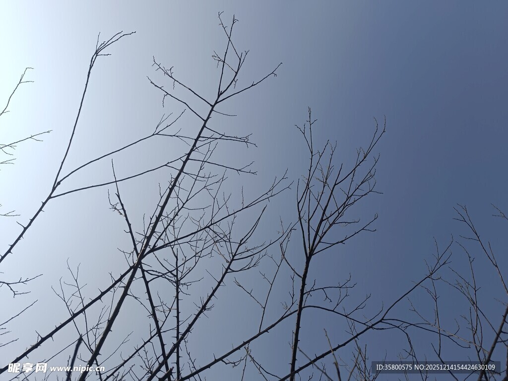 冬日光秃树枝与蓝天