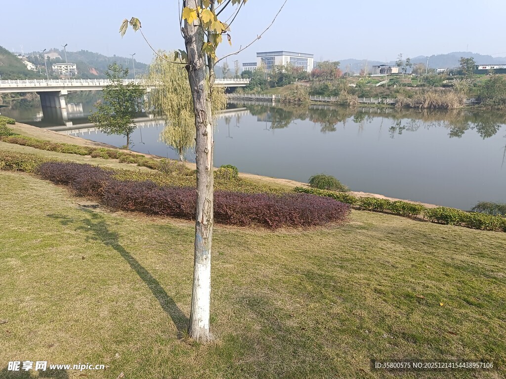 湖畔草地树木风景图