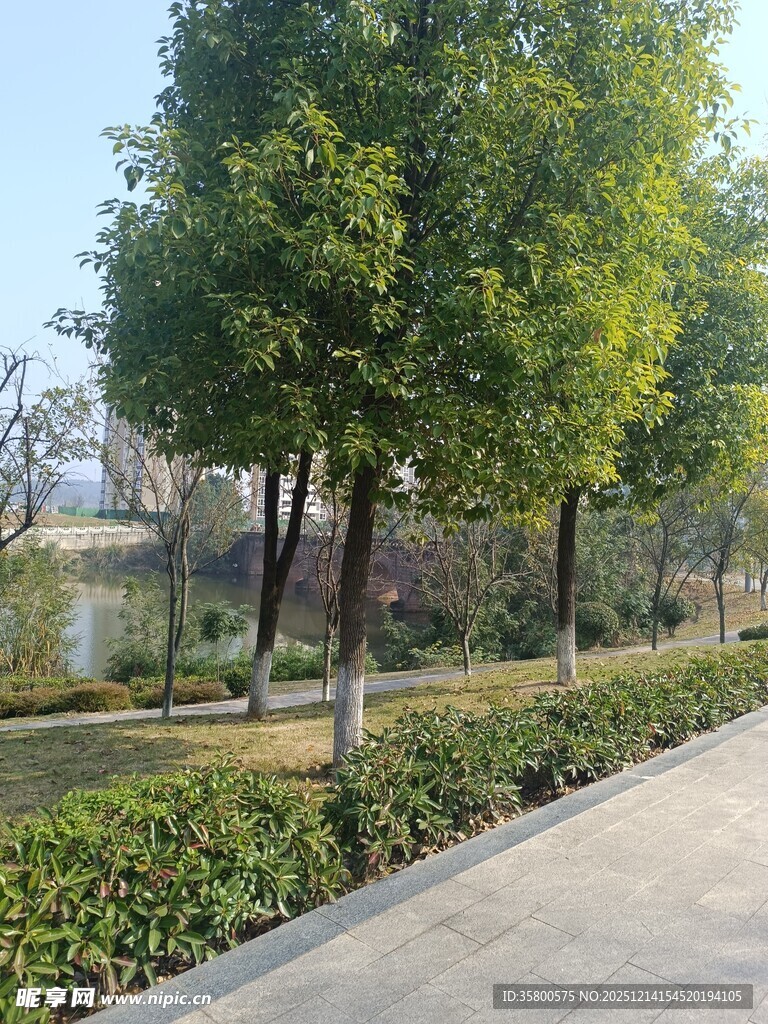 城市林荫步道景观