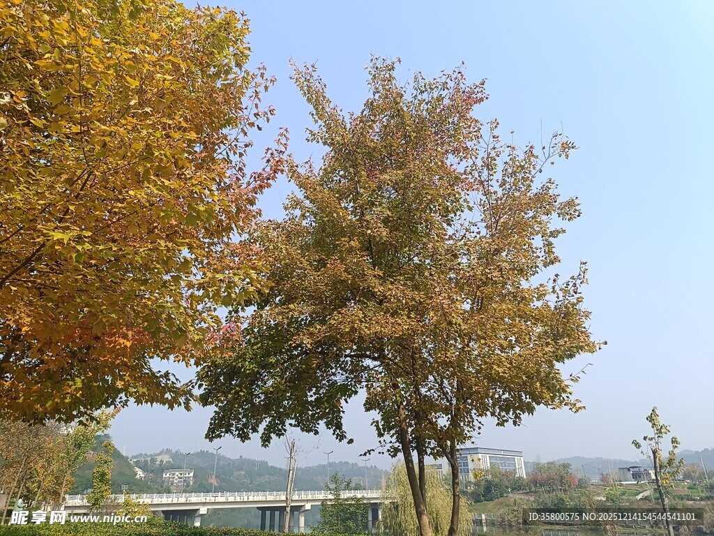 秋日公园树木风景