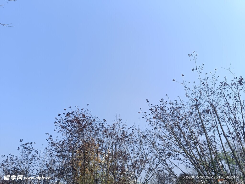 蓝天映衬下的树木景观