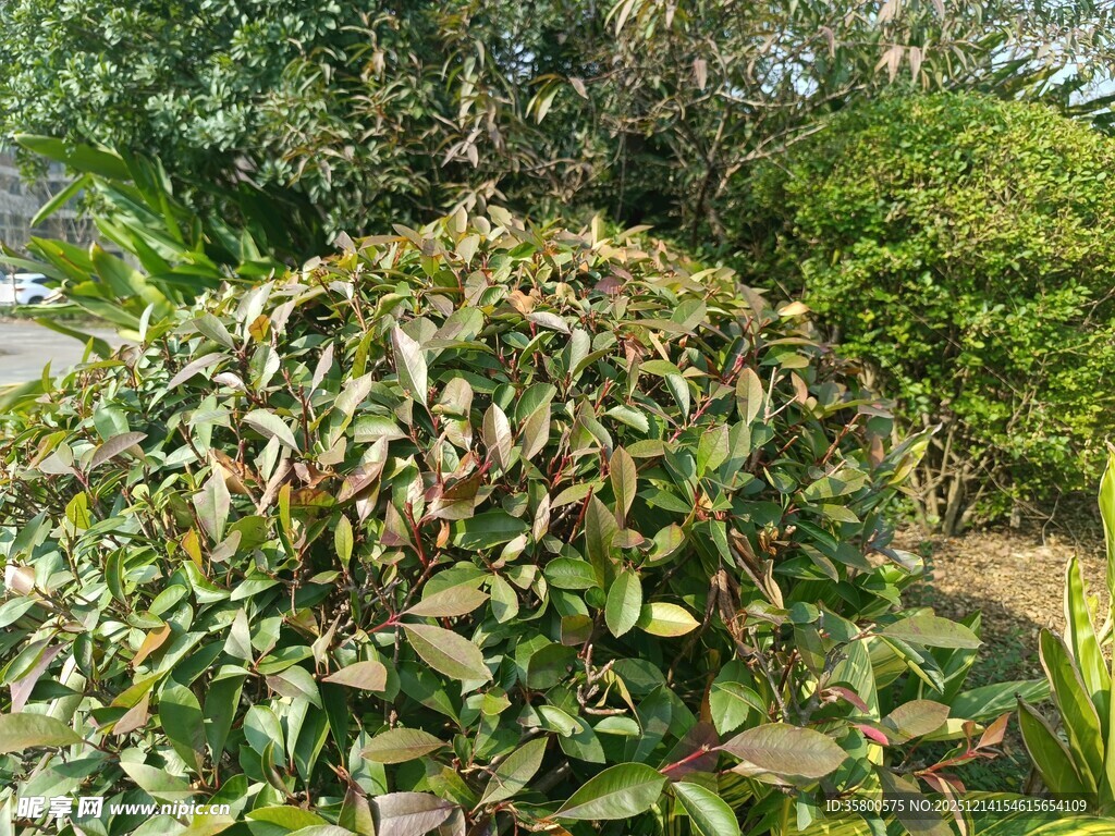 绿叶繁茂的灌木景观