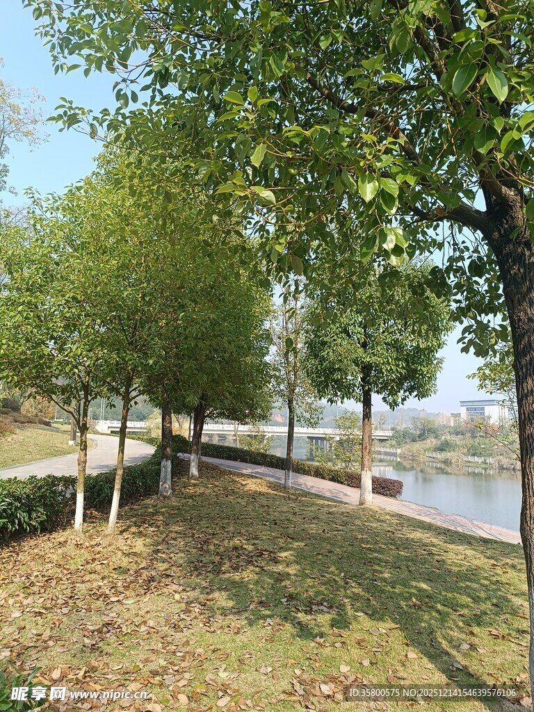 河畔绿树成荫的宜人景致