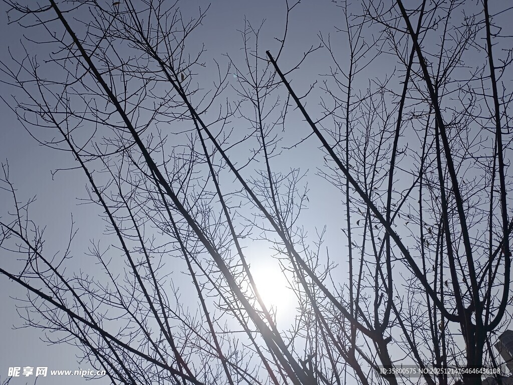 冬日树枝间的暖阳
