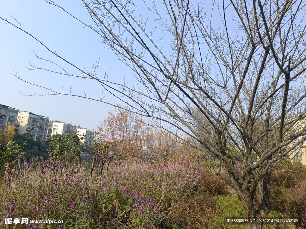 冬日城郊萧瑟树木景观