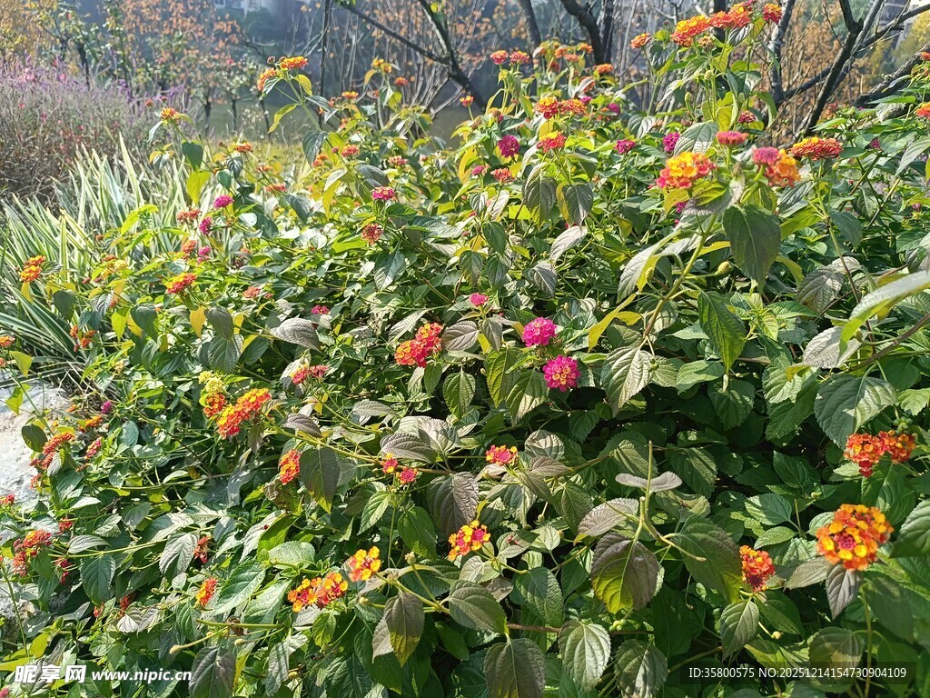 鲜艳花丛绽放自然之美