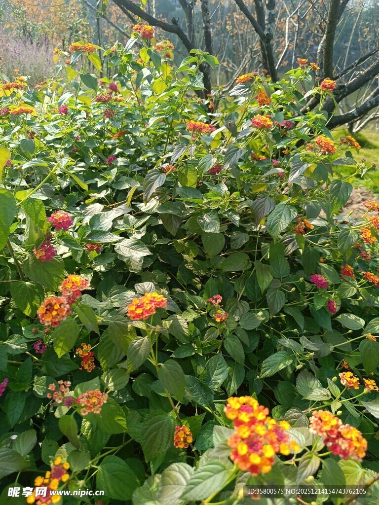 花丛中的多彩花卉