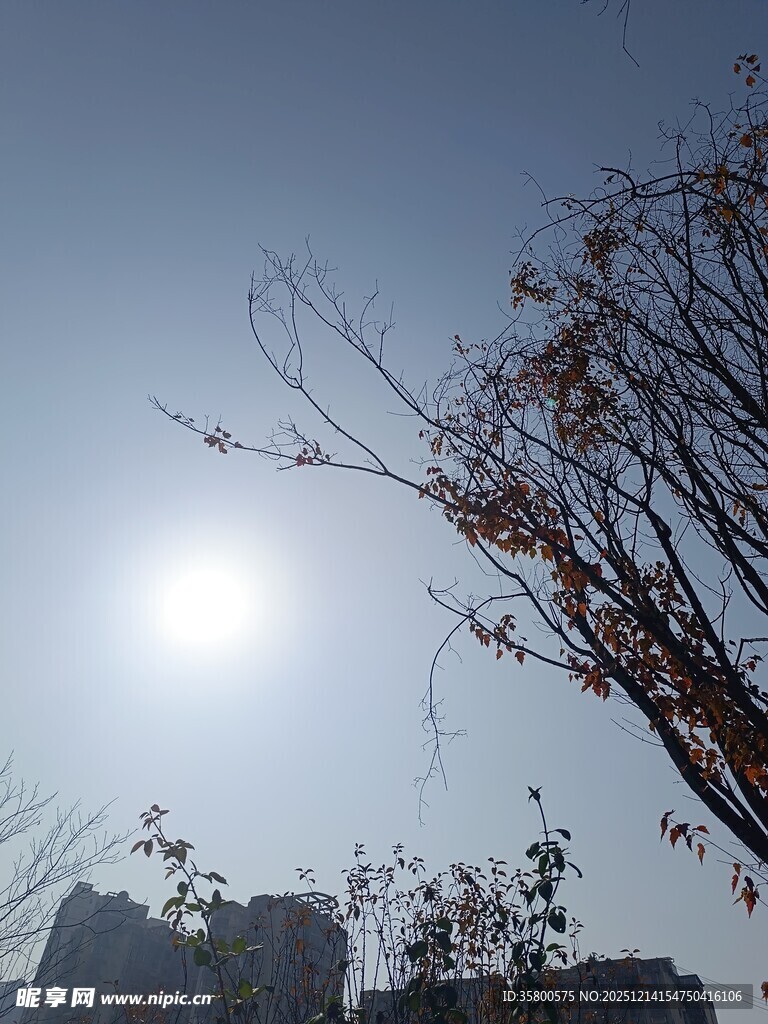 阳光下的树枝与城市景象