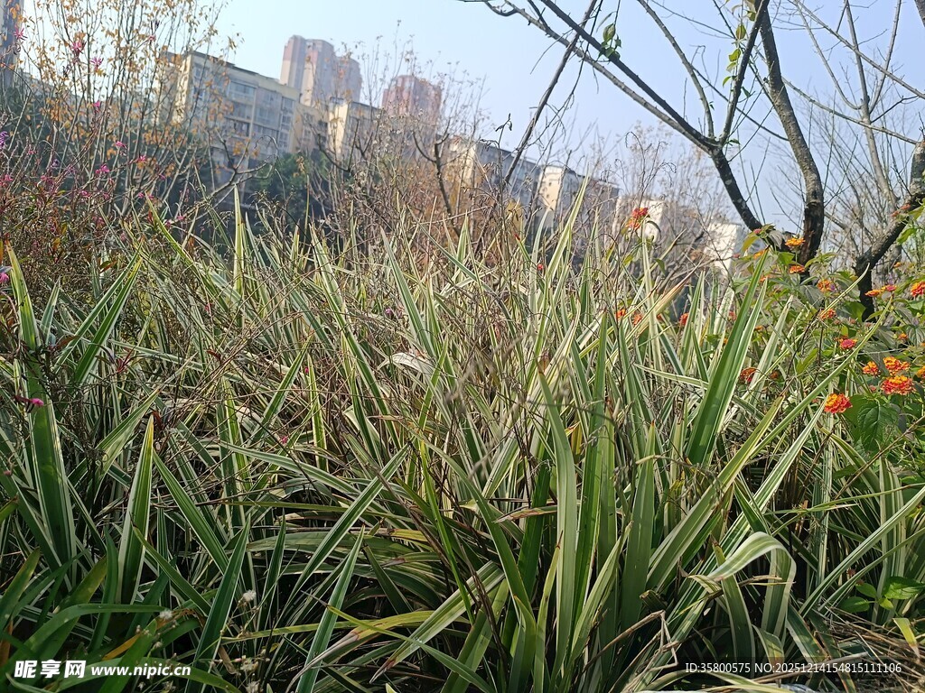 城市中的葱郁绿植景观