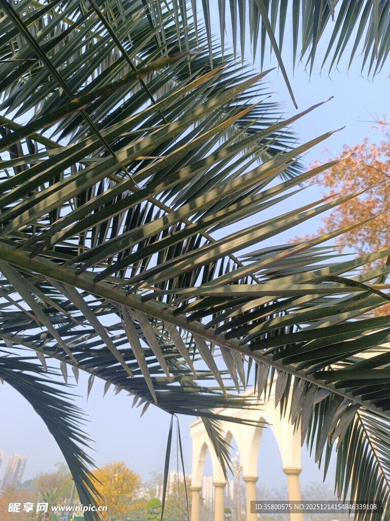 阳光下的棕榈树枝叶