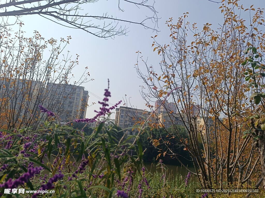 秋日郊野植物景观赏