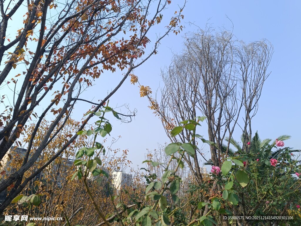 秋日郊野植物景观
