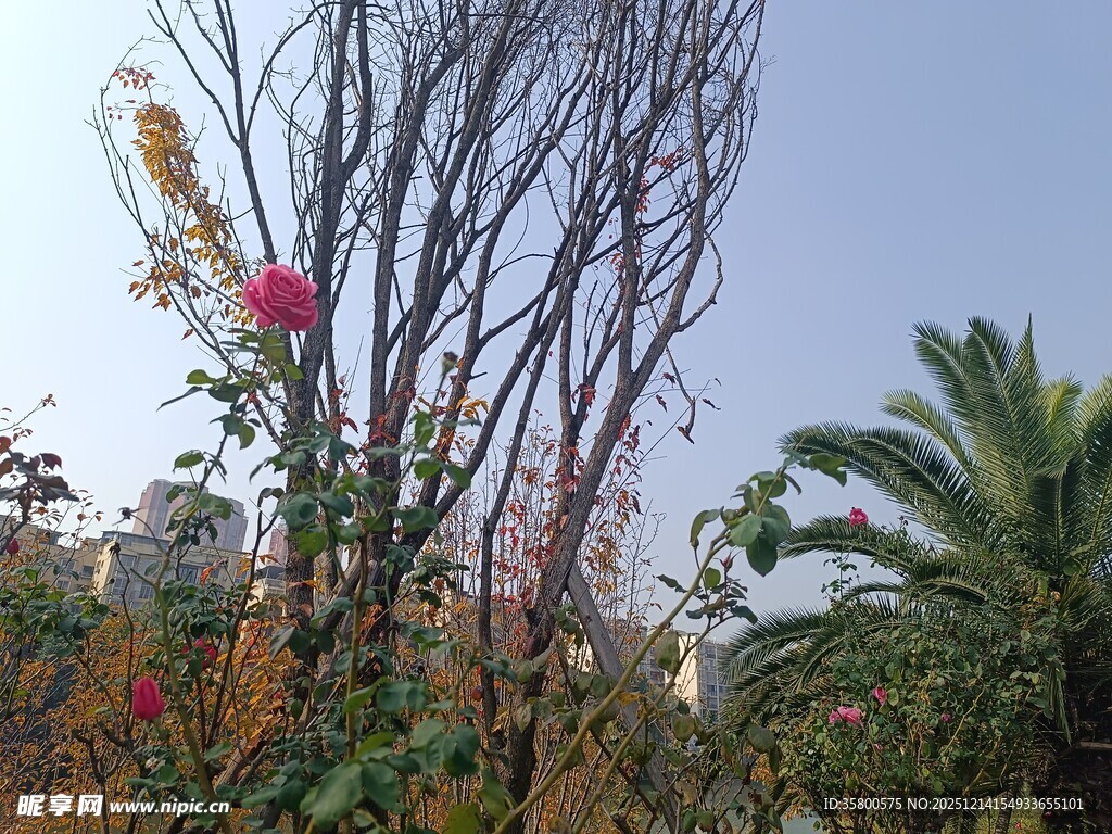 秋日枝头绽放的艳丽花朵