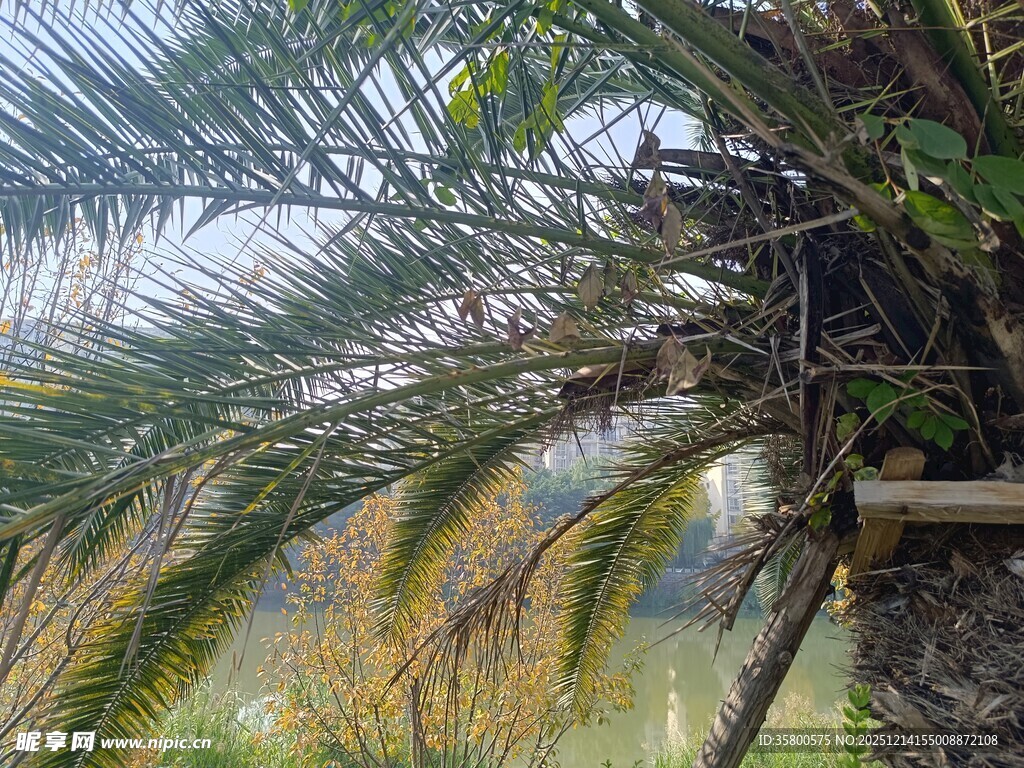 溪边棕榈植物景观