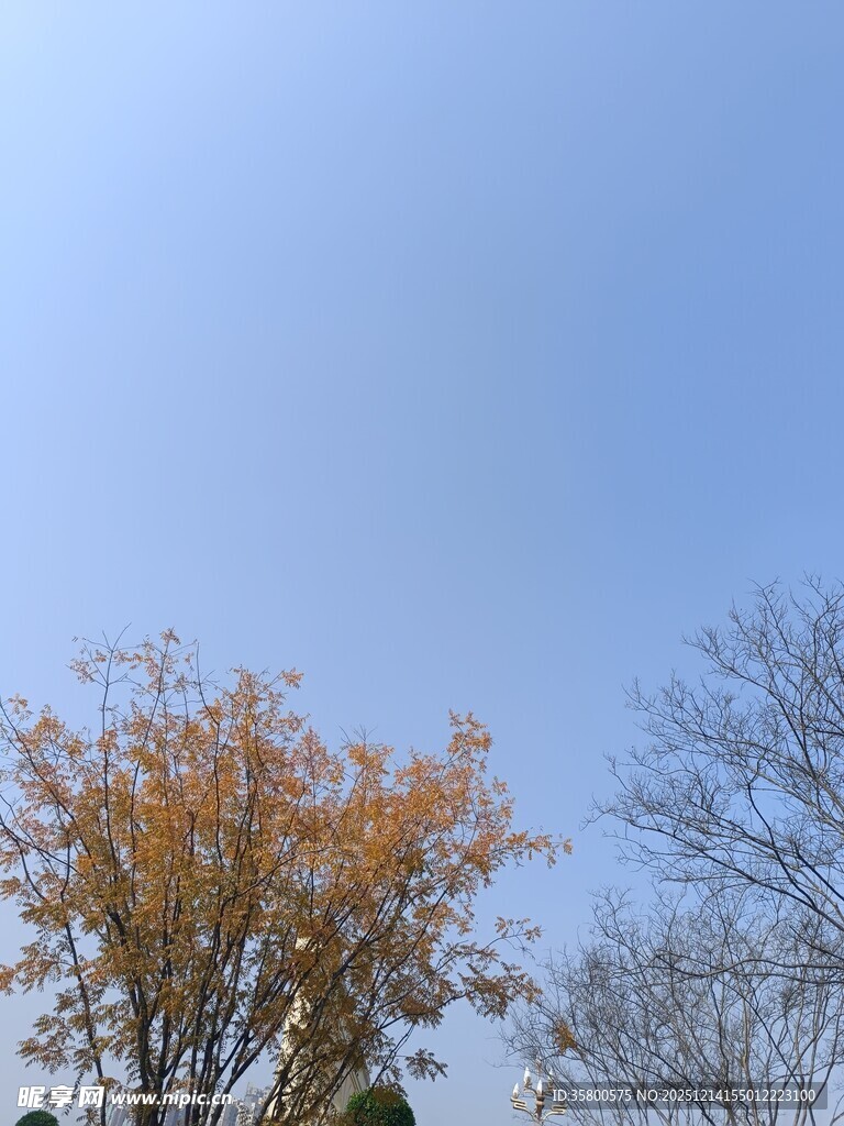 秋日蓝天旁的斑斓树木