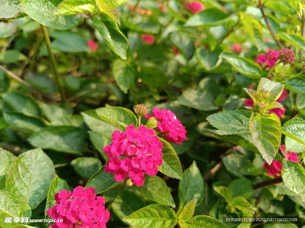 娇艳玫红花朵与绿叶相映