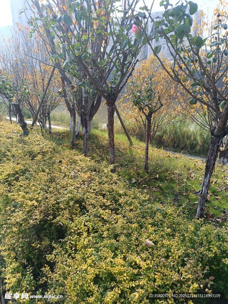 秋日林间灌木景观