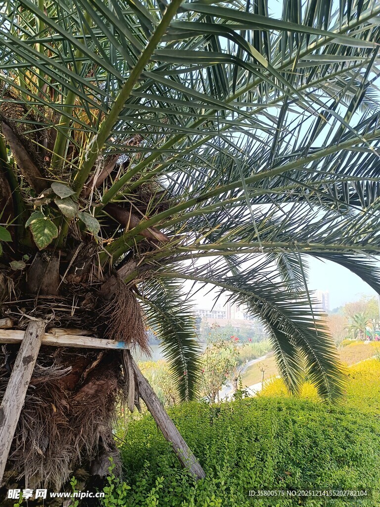 棕榈树旁的简易木架