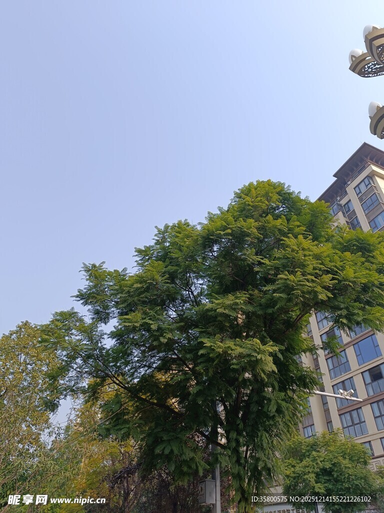 绿树掩映下的高楼一角