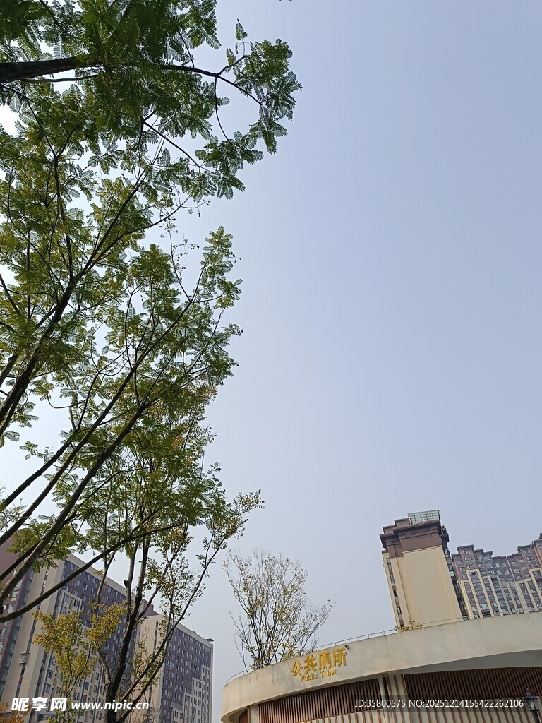 城市中树木与建筑景观