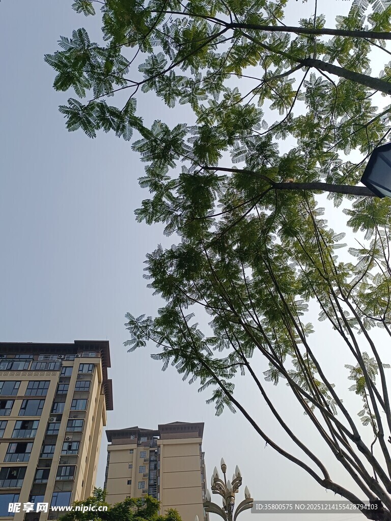 城市中枝叶繁茂的绿树