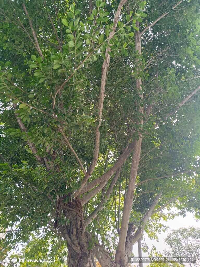 阳光下的繁茂树木